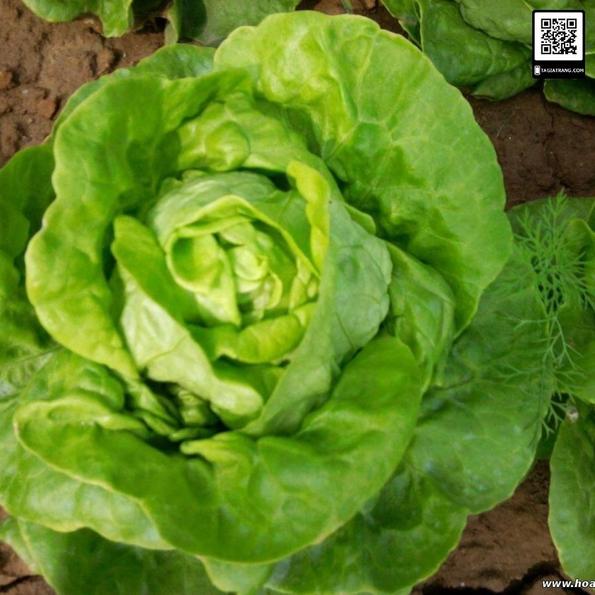Product image - Hạt giống Xà Lách Cuộn Xanh