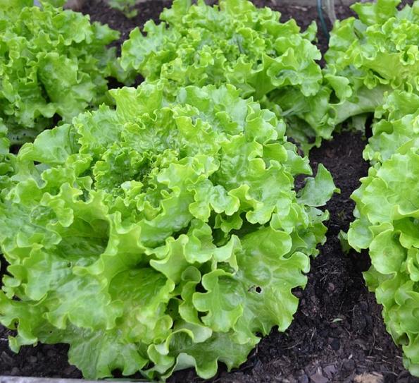 Product image - Hạt giống Xà Lách Xoăn Xanh