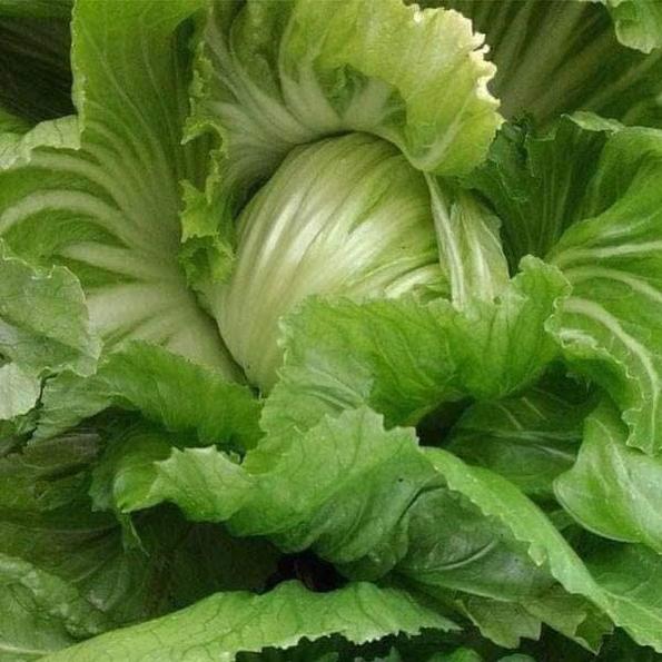 Product image - Hạt giống Cải Bẹ Dưa Cuộn