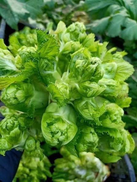 Product image - Hạt giống Cải Mầm Đá