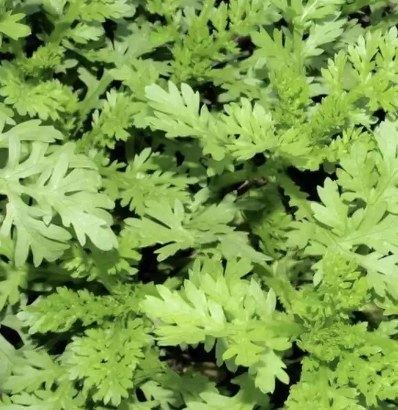 Product image - Hạt giống Cải Cúc