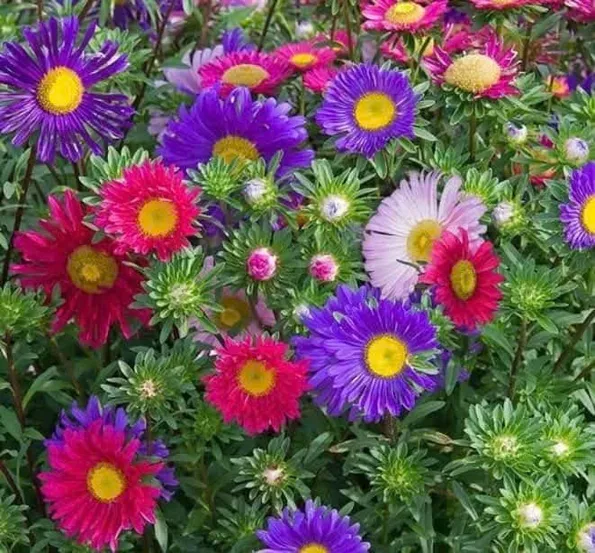 Product image - H10 - Hạt giống hoa Cúc Magic Đà Lạt F1 (Mix Màu)
