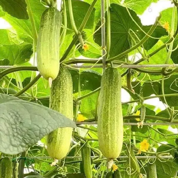 Product image - Hạt giống Dưa Leo Nếp - Dưa Chuột Nếp