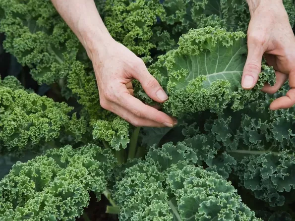 Product image - Hạt giống Cải Xoăn Kale