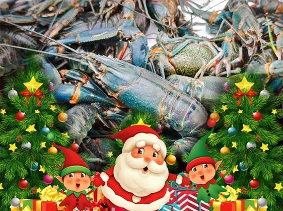 Product image - Fresh Crayfish Christmas Sale — Limited Holiday Offer!