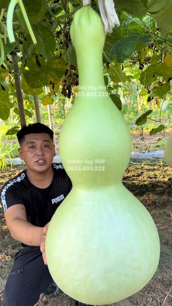 Product image - B85 - Hạt giống Bầu Hồ Lô Khổng Lồ F1