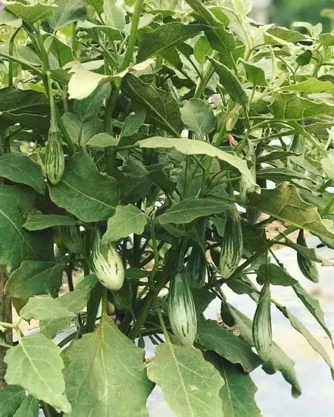 Product image - Hạt giống Cà Dừa Ovan
