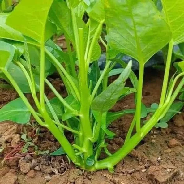 Product image - Hạt giống Rau Muống Ba Chạc F1