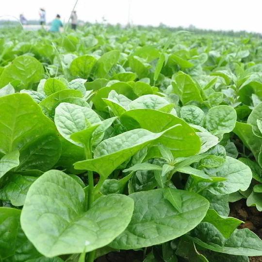 Product image - A06 - Hạt giống Mồng Tơi Lá Trầu