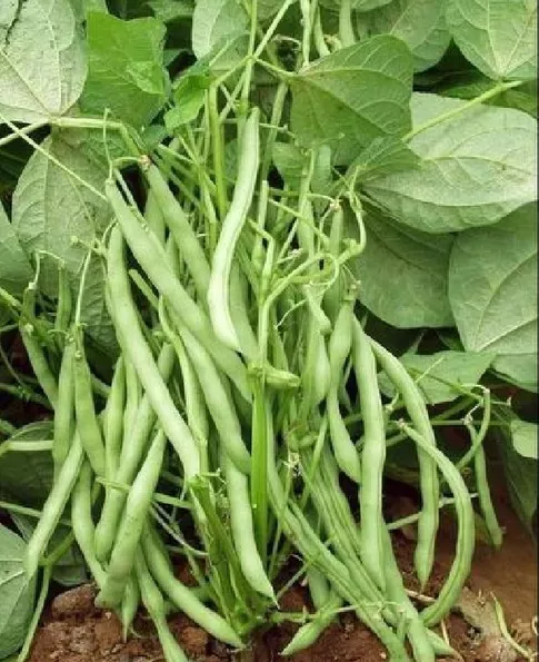 Product image - B12 - Hạt giống Đậu Cove Bụi Lùn