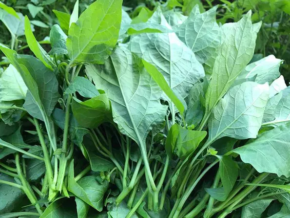 Product image - G19 - Hạt giống Rau Tầm Bóp F1