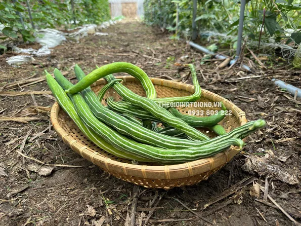 Product image - B48 - Hạt giống Lặc Lày - Mướp Rắn trái dài 60-100cm