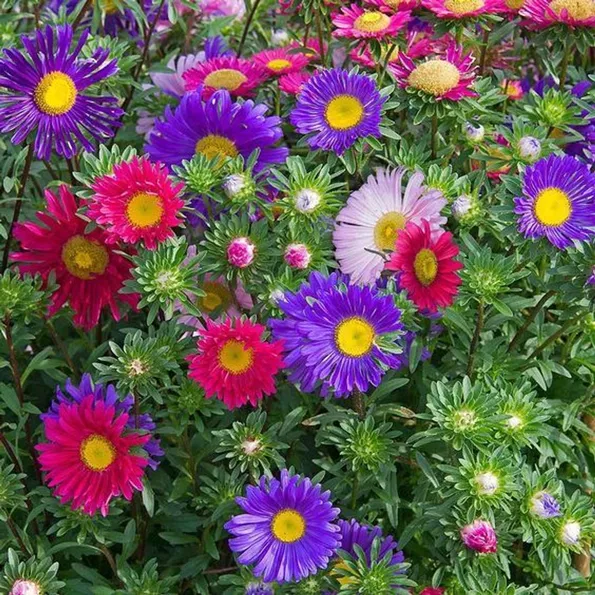 Product image - Hạt giống hoa Cúc Magic Đà Lạt F1 (Mix Màu) - 1KG