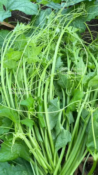 Product image - B90 - Hạt giống Mướp Hương Siêu Ngọn F1