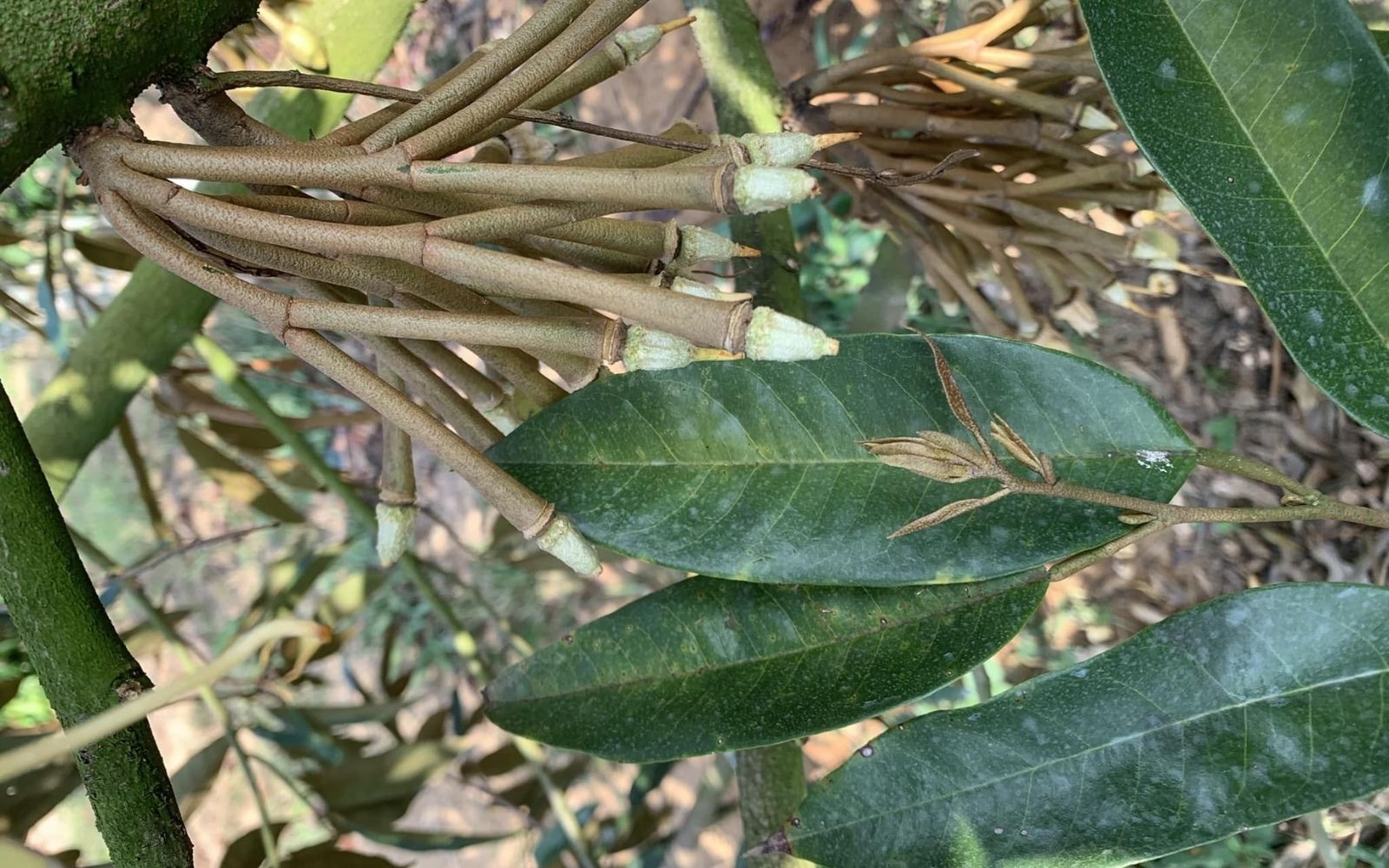 sau-rieng-di-dot-giai-doan-dau-trai