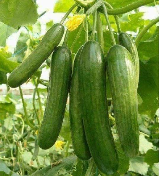 Product image - B41 - Hạt giống Dưa Leo Chùm F1 - Dưa Chuột Chùm F1