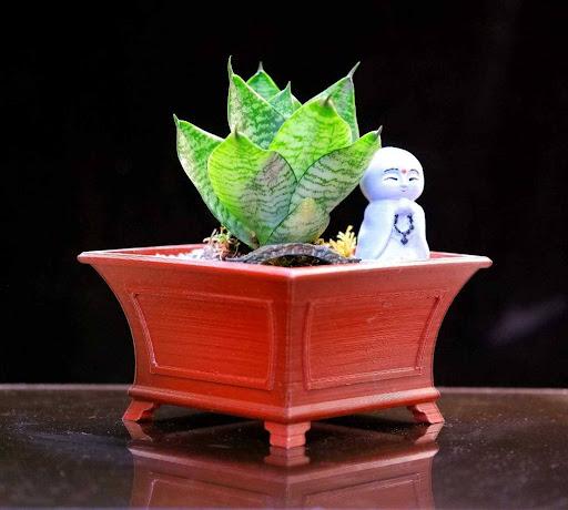 Product image - Sanseveria Dwarf Snake Plant