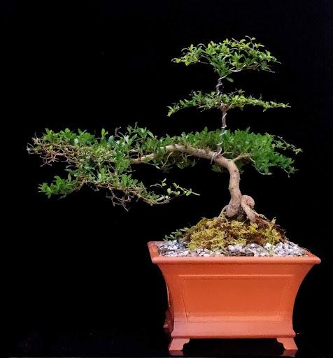 Product image - Buchida Japanese Bonsai