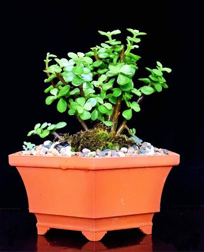 Product image - Jade Nursery Bonsai