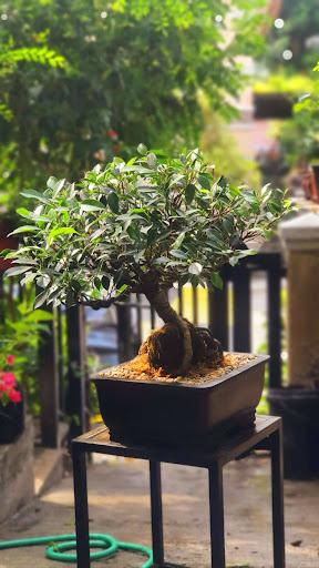 Product image - Ficus Bangyan