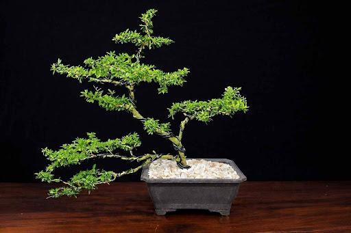Product image - Blue Bell Vietnam Flowering Bonsai