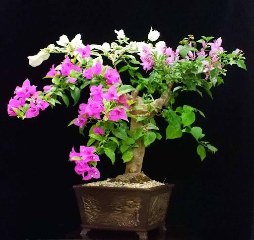 Product image - Dual Tone Bougainvillea flowering Bonsai