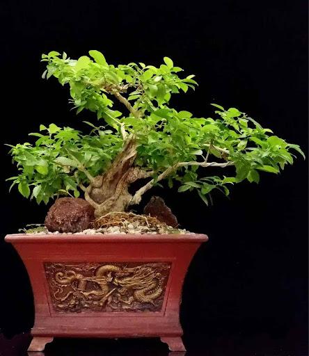 Product image - Tugas Bonsai (molave)