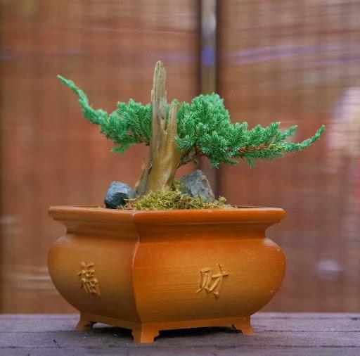Product image - Tanuki Juniper Bonsai