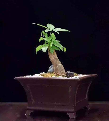 Product image - Pachira money tree