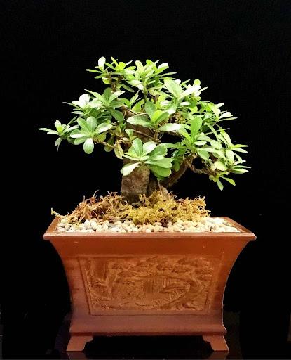 Product image - Santan yellow Bonsai