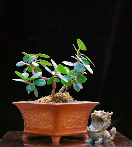 Product image - Ficus nana money tree Bonsai