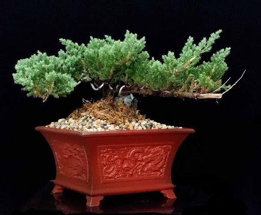 Product image - Juniper Cascading with drift wood
