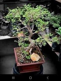 Product image - Chinese Elm bonsai