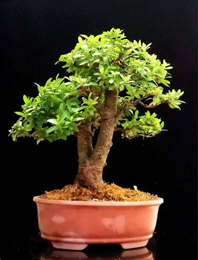 Product image - Santan Red Shohin Bonsai