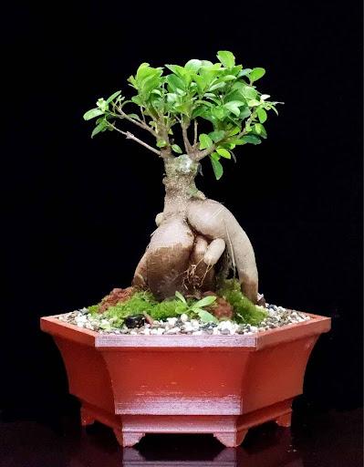 Product image - Ficus Gensen