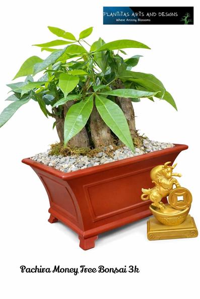 Product image - Pachira BIG Money Tree