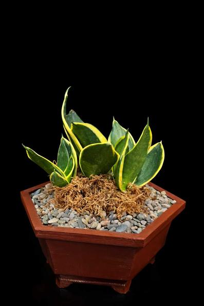 Product image - Sanseveria Dwarf Snake Plant