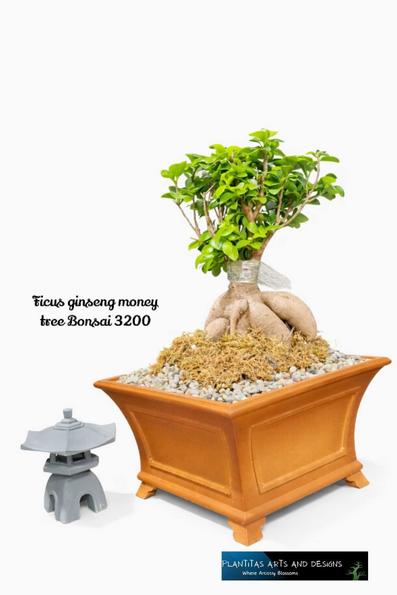 Product image - Ficus GINSENG