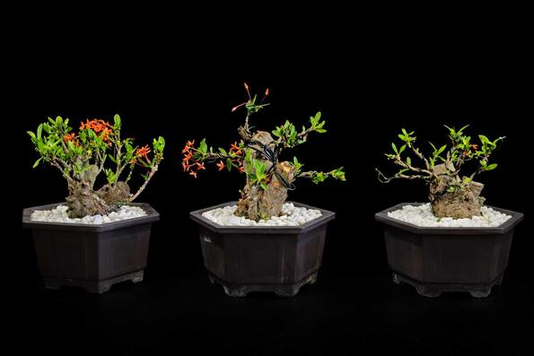 Product image - Santan yellow Bonsai