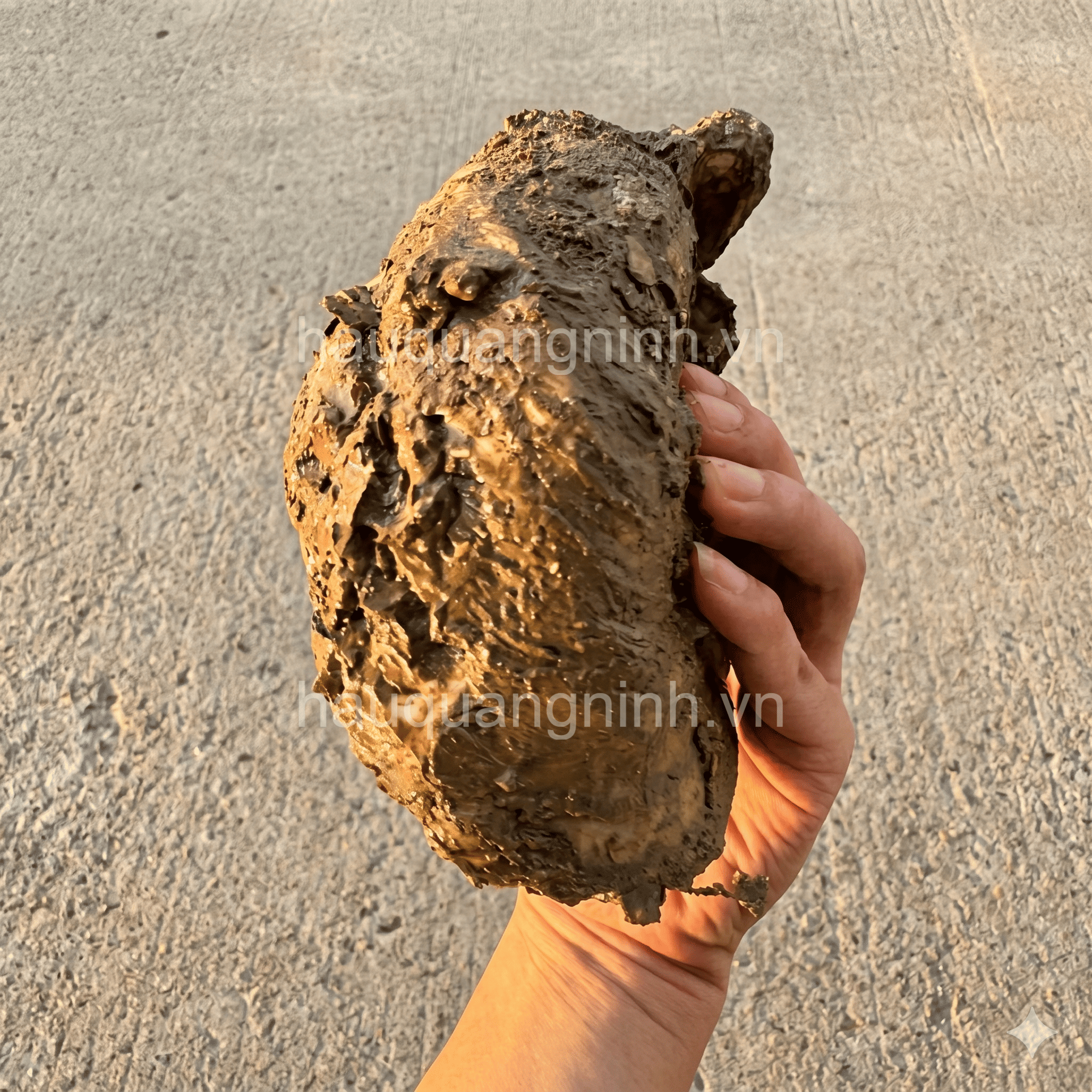 hàu đại dương size đại - hauquangninh.vn