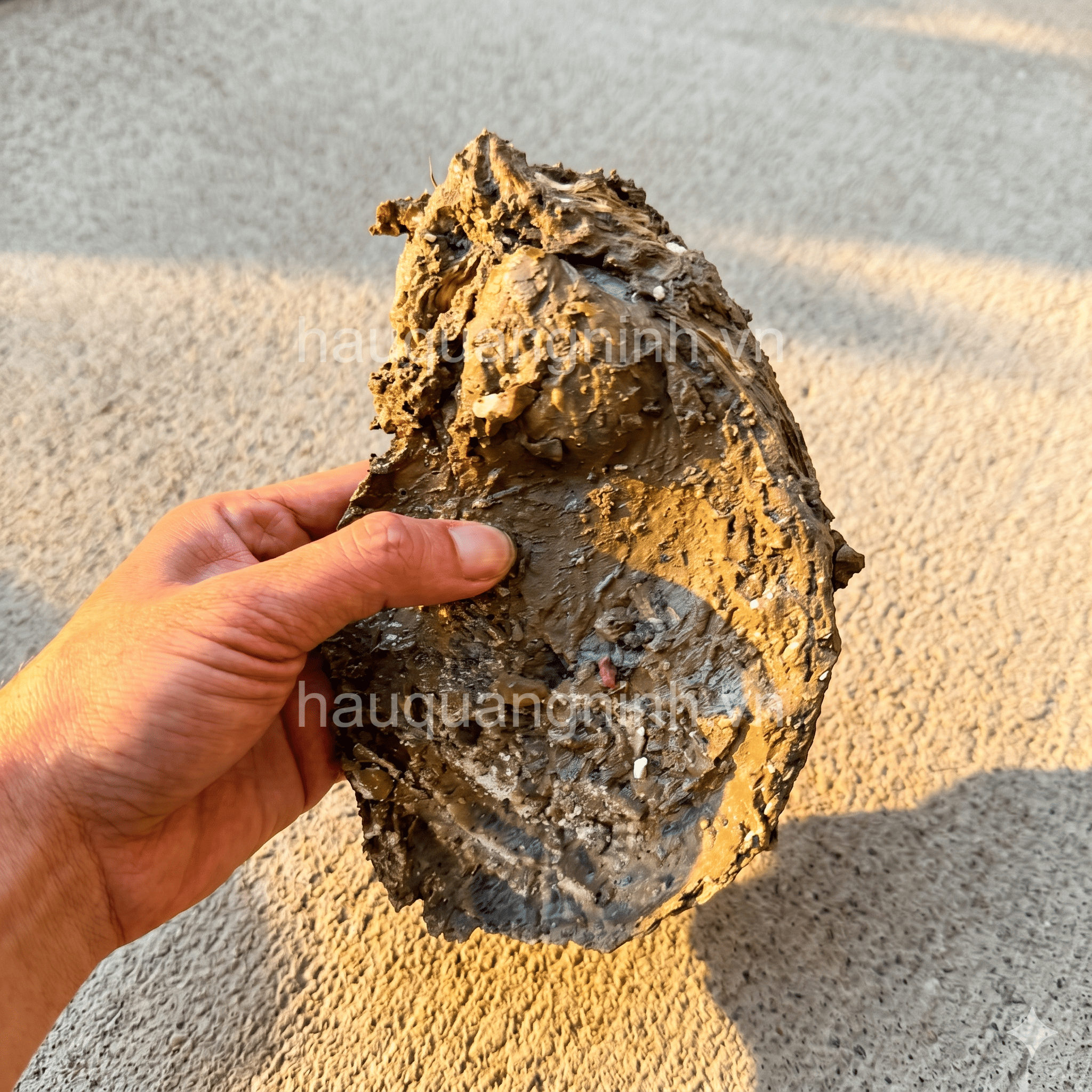 hàu đại dương size lớn - hauquangninh.vn