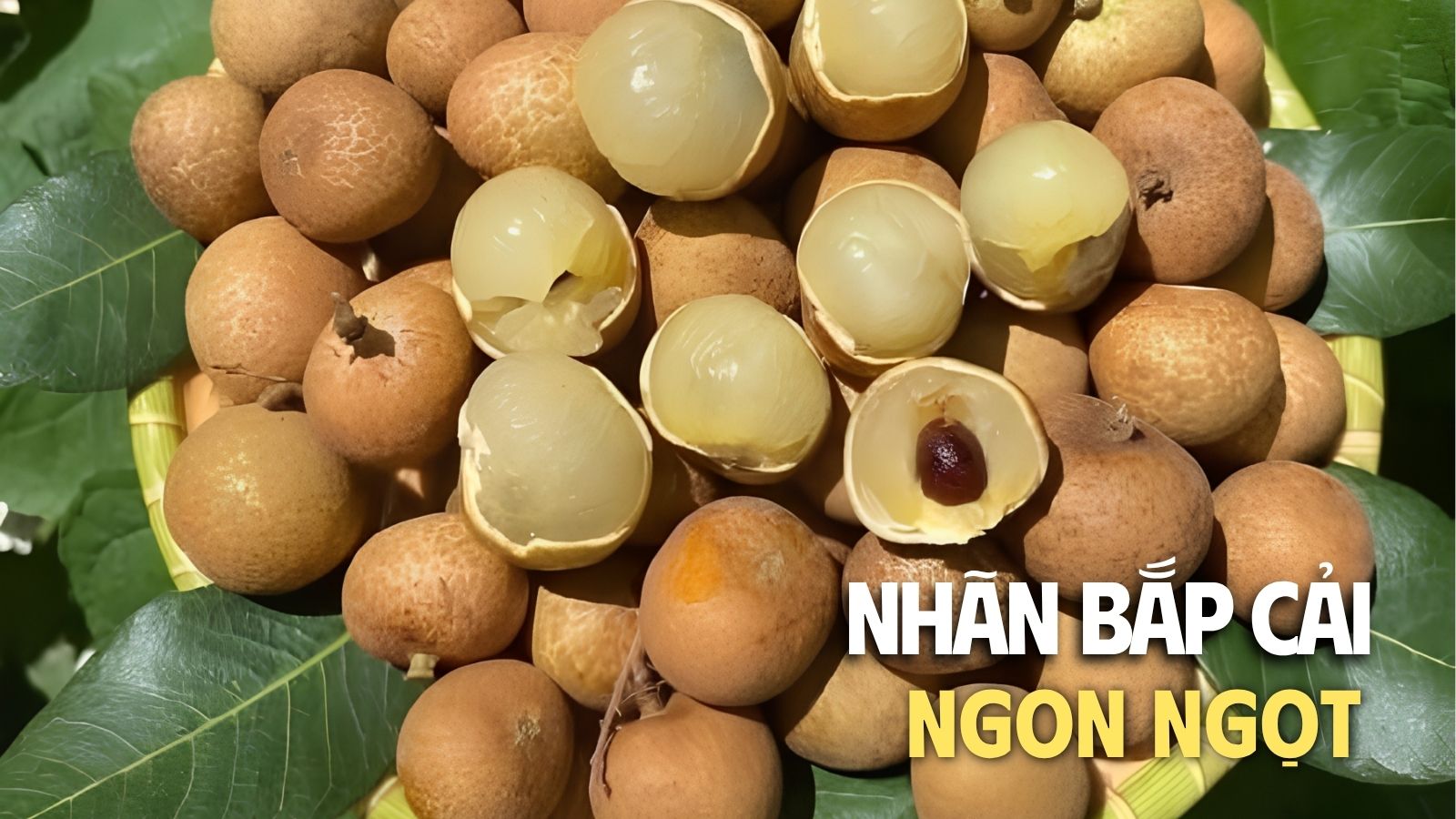 mua nhãn bắp cải