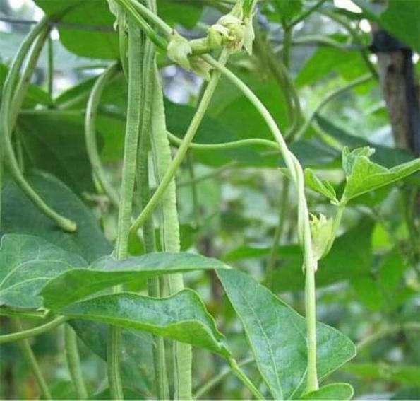 Product image - Hạt giống Đậu Đũa Xanh Leo
