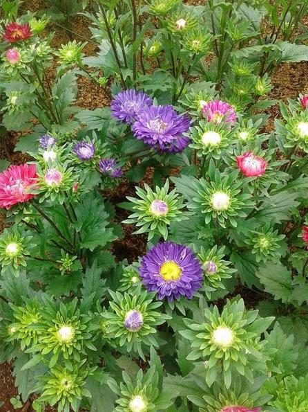 Product image - Hạt hoa Cúc Magic