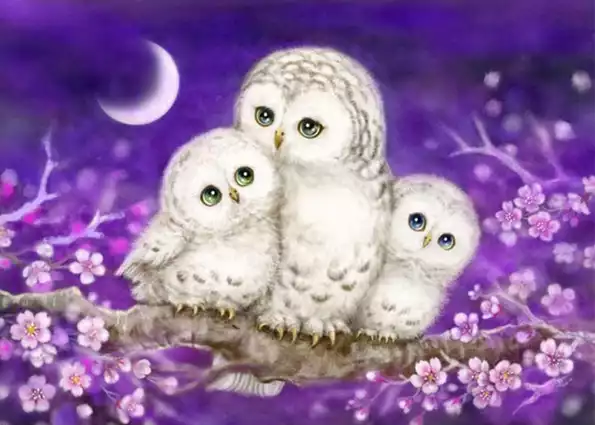 Product image - นกฮููก กลางคืน