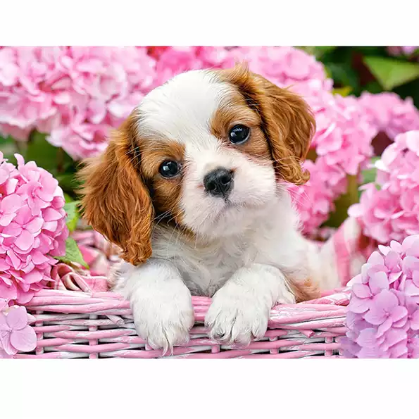 Product image - หมาดอกไม้