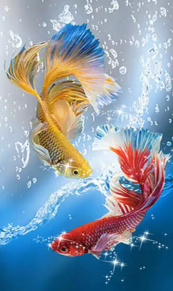 Product image - ปลากัดคู่ (เหลือง แดง ฟ้า)