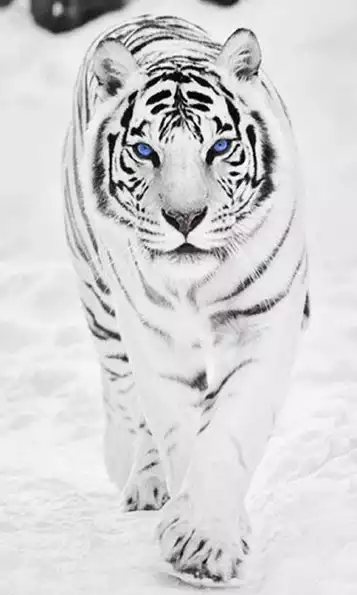 Product image - เสือขาวเดิน