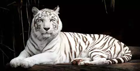 Product image - เสือขาวนอน