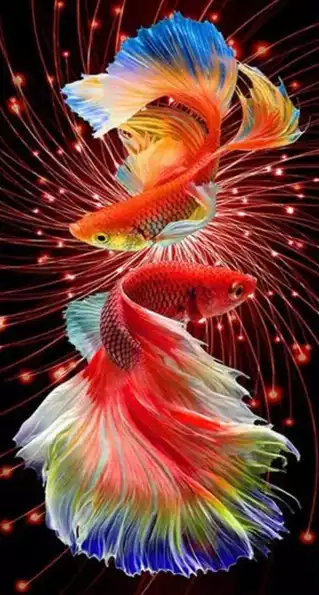 Product image - ปลากัดพลุ